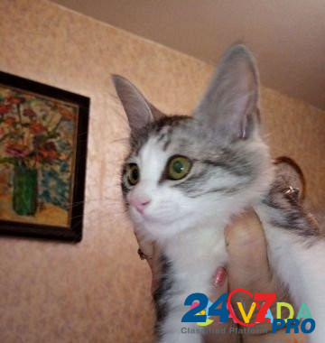 Отдам в добрые руки, котёнка 2 месяца Волгоград - изображение 2