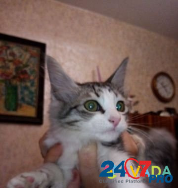 Отдам в добрые руки, котёнка 2 месяца Волгоград - изображение 1