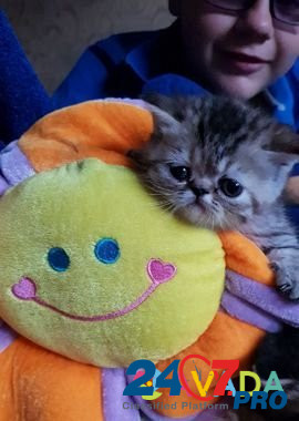 Экзотические котята Orenburg - photo 6