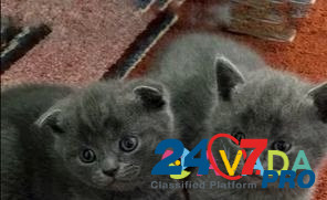 Милые котята Челябинск - изображение 2
