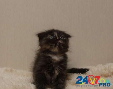 Вислоухие котята Tyumen' - photo 2