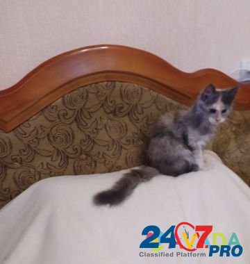 Котята мейн-кун Simferopol - photo 3