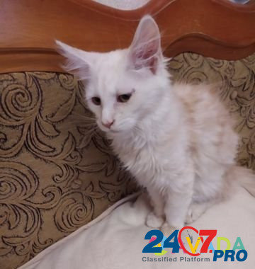 Котята мейн-кун Simferopol - photo 1