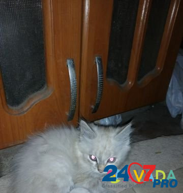 Отдам котёнка от кошки мышеловки Барнаул - изображение 2