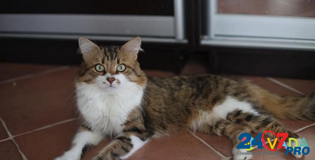 3 котейки в добрые руки Sevastopol - photo 4