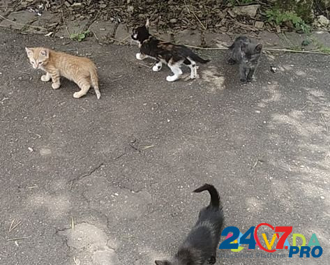 Котята потомственные крысоловы отдам бесплатно Nakhabino - photo 2