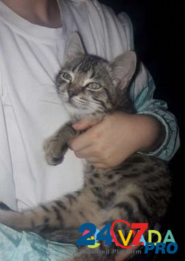 Котик(мальчик) Belgorod - photo 3