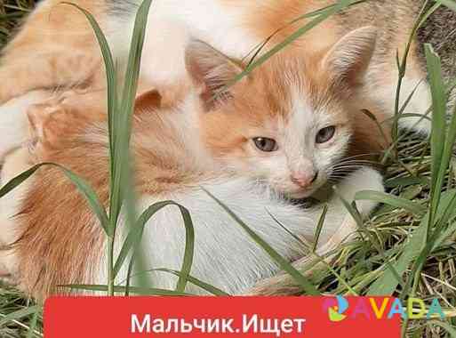 Котенку 1 месяц,мальчик,ищет дом,заботливых людей Makhachkala