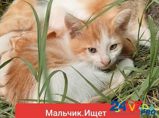 Котенку 1 месяц,мальчик,ищет дом,заботливых людей Makhachkala - photo 1