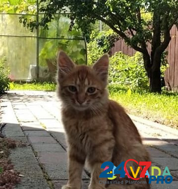Кошка Shcherbinka - photo 1