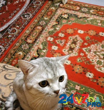Котик на вязку Kamyshlov - photo 3