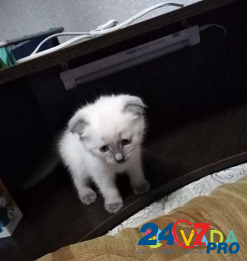 Котёнок Каменск-Уральский - изображение 2