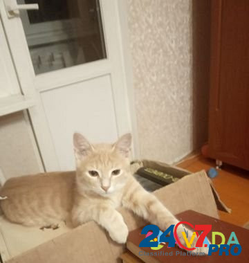 Котенок Penza - photo 1