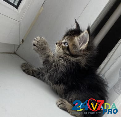 Котёнок Мейн Кун полидакт Petrozavodsk - photo 2