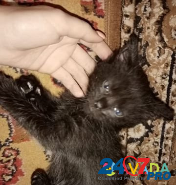 Кошка Voronezh - photo 3