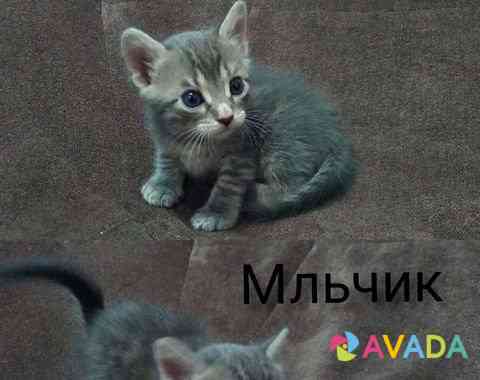 Кошка Novorossiysk