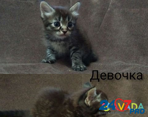 Кошка Новороссийск - изображение 1