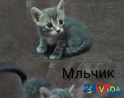 Кошка Novorossiysk - photo 3