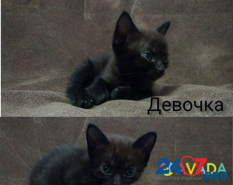 Кошка Novorossiysk - photo 2