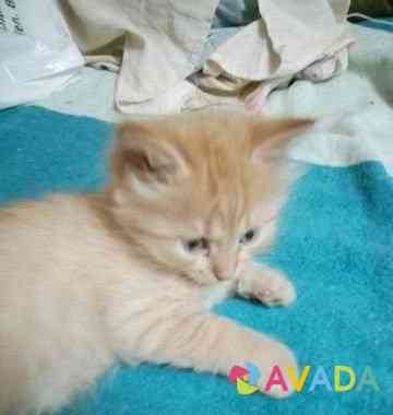 Рыжий котик с голубыми глазками 1.5 месяца Odintsovo