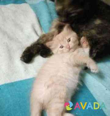 Рыжий котик с голубыми глазками 1.5 месяца Odintsovo