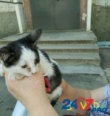 Два котика в добрые руки Volgograd - photo 1