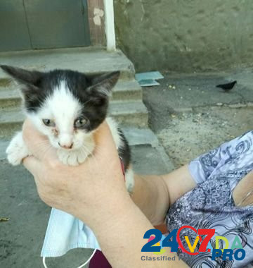 Два котика в добрые руки Volgograd - photo 2