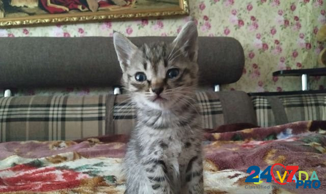 Кошка Bologoye - photo 3