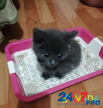 Котенок-мальчик, возраст 1 месяц Tyumen' - photo 2