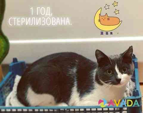 Молодая кошка в дар Saransk