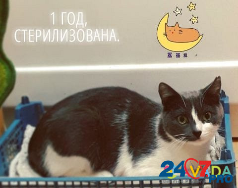 Молодая кошка в дар Саранск - изображение 2