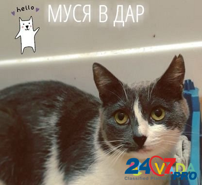 Молодая кошка в дар Саранск - изображение 1