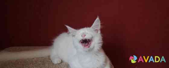 Котятки мейн куна, рыжая кошка и белые коты Краснодар