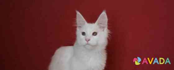 Котятки мейн куна, рыжая кошка и белые коты Krasnodar