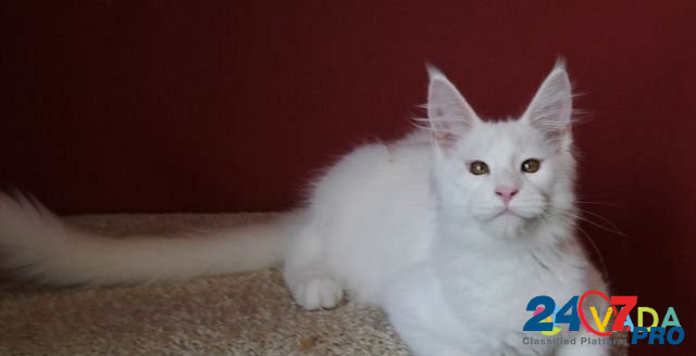 Котятки мейн куна, рыжая кошка и белые коты Краснодар - изображение 2