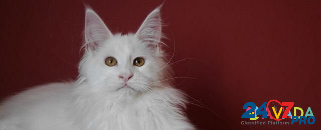 Котятки мейн куна, рыжая кошка и белые коты Краснодар - изображение 5