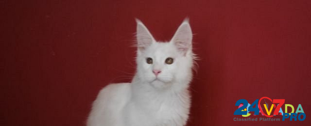 Котятки мейн куна, рыжая кошка и белые коты Краснодар - изображение 4