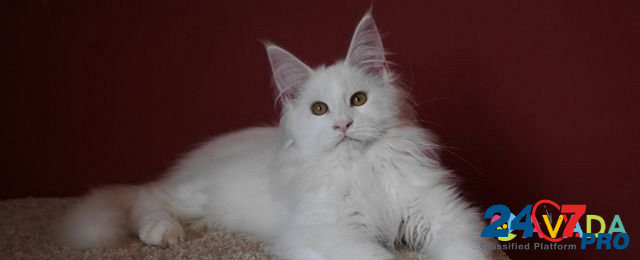 Котятки мейн куна, рыжая кошка и белые коты Краснодар - изображение 6