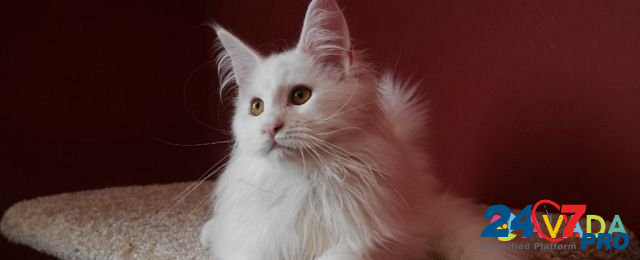 Котятки мейн куна, рыжая кошка и белые коты Краснодар - изображение 7