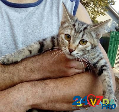 Котята подростки в добрые руки Voronezh - photo 2