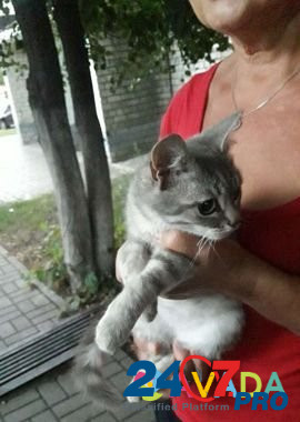 Кошка карликовая Belgorod - photo 4