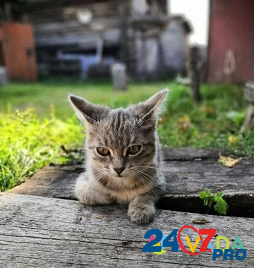 Котята Dimitrovgrad - photo 2