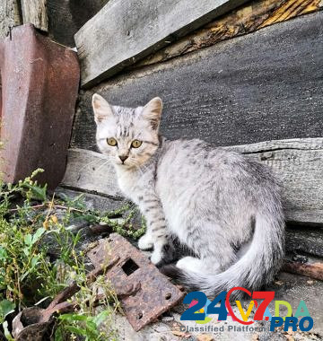 Котята Dimitrovgrad - photo 8