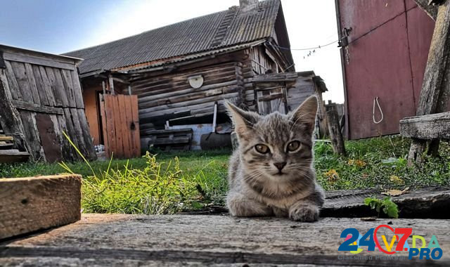 Котята Dimitrovgrad - photo 1