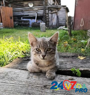 Котята Dimitrovgrad - photo 3