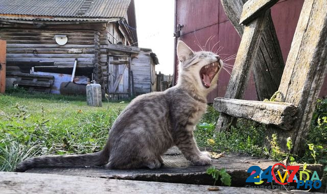 Котята Dimitrovgrad - photo 5