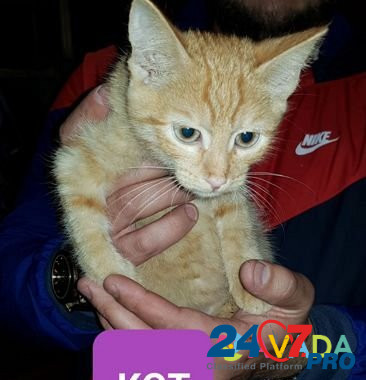 Котята в добрые руки Perm - photo 3