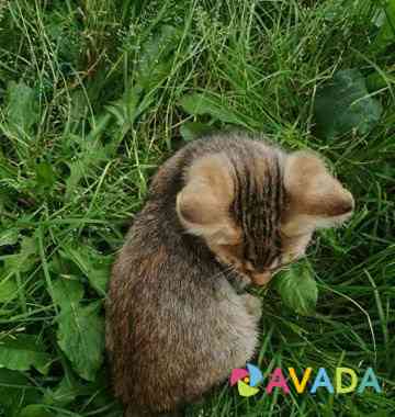 Метисы бенгальской кошки Voronezh
