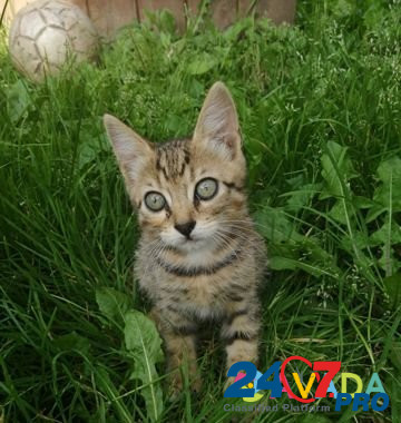 Метисы бенгальской кошки Voronezh - photo 3