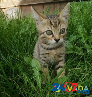 Метисы бенгальской кошки Voronezh - photo 2
